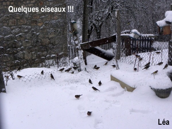 quelques oiseaux 13 janv