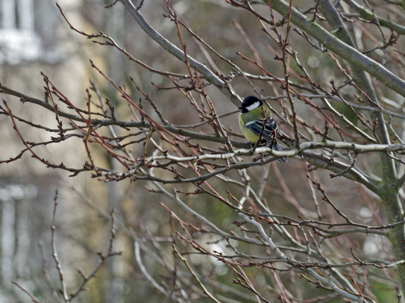 Mésange charbonniere.Pinson des arbres