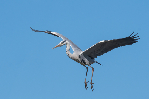 HERON CENDRE