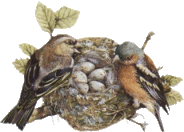 Coucou du haïku : Les nids, les oiseaux au printemps