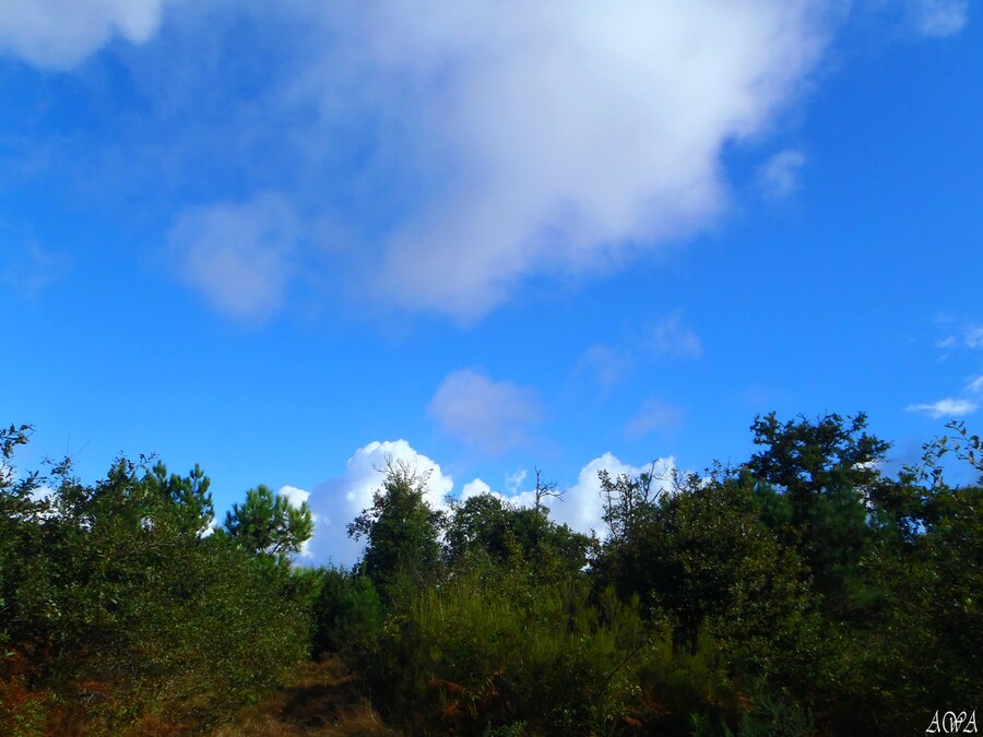 BALADE DANS LES BOIS A LA LIMITE DES LANDES