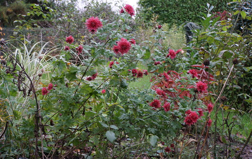 chrysanthème "petit saint fiacre"