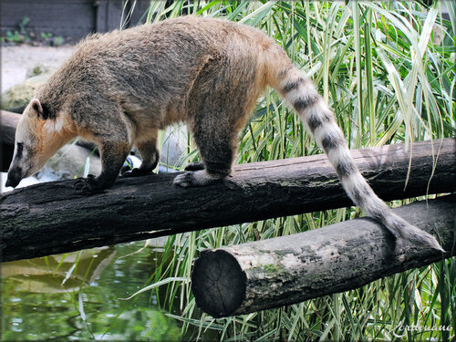 Photos de Koati (Zoo de Pessac)