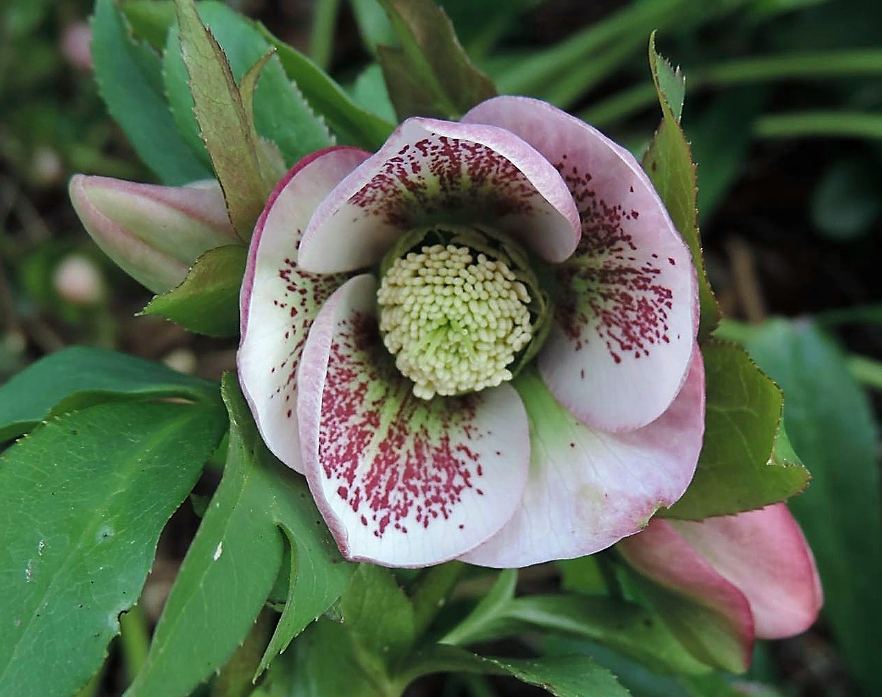 Hellebore