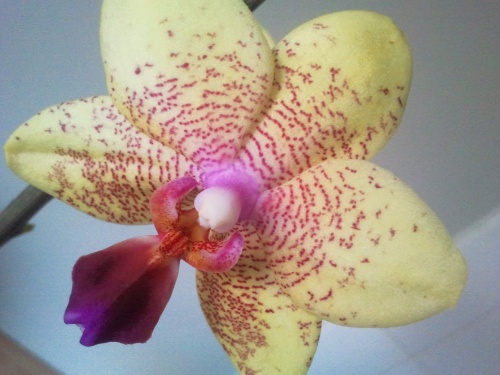 Ma Mini Orchidée phalaenopsis