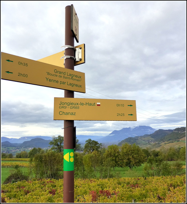 Dans les vignobles de Jongieux ( Savoie ) avant l'hiver !