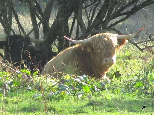 Vaches Highland