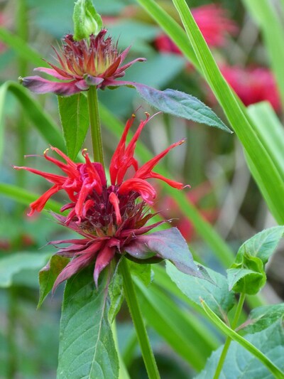 Monarde scarlet