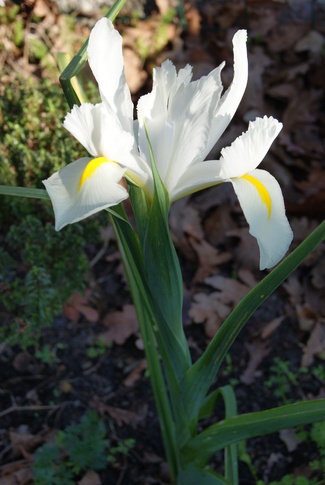 Iris bulbeux blancs White Van Vliet