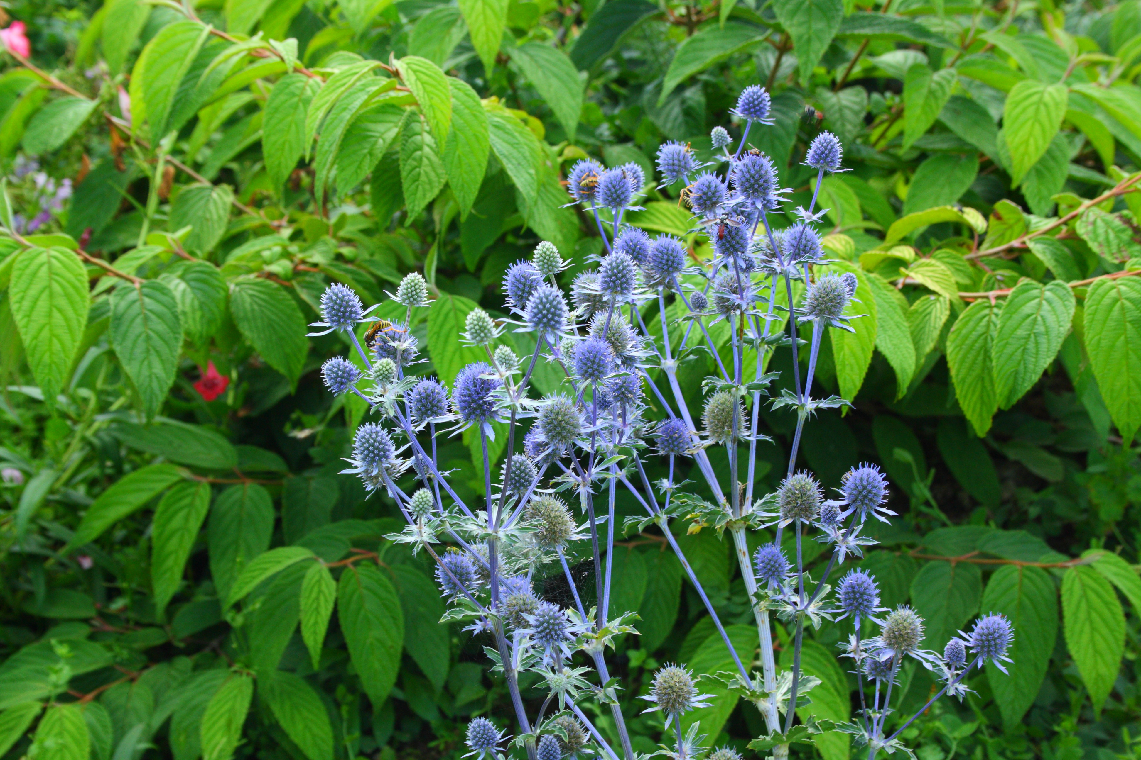 Eryngium planum