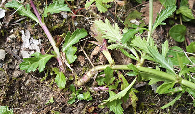 Verbena officinalis - verveine officinale - verveine sauvage