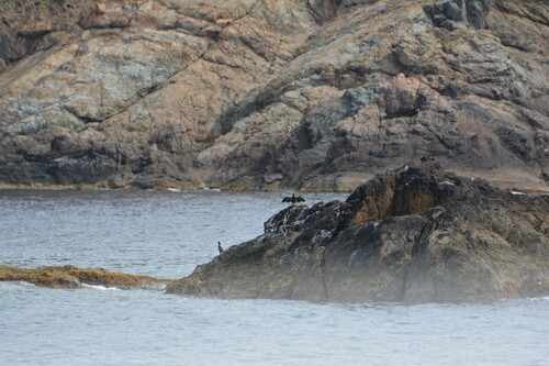 Promenade en mer dans la Réserve Naturelle de Scandola 