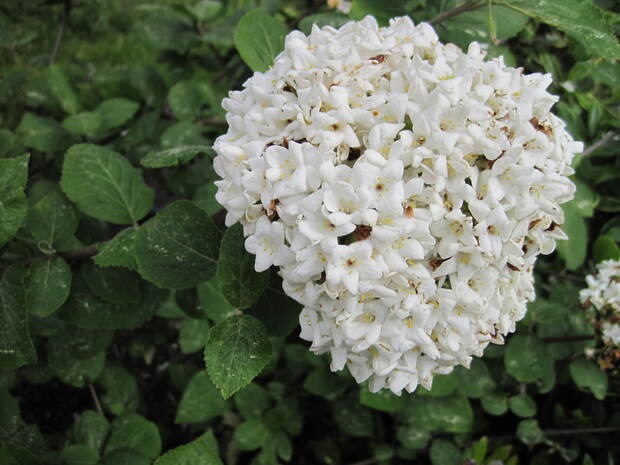 viburnum carlcephalum