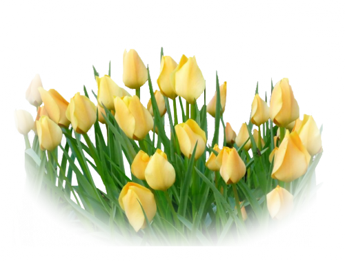 Papiers Digiscrap