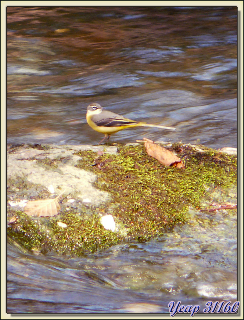 Bergeronnette des ruisseaux (Motacilla cinerea) - Ruisseau Ger - Aspet - 31