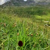 Nigritelle noire ou Orchis vanille (Nigritella rhellicani)