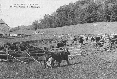 10 - Des vaches, cartes postales encore