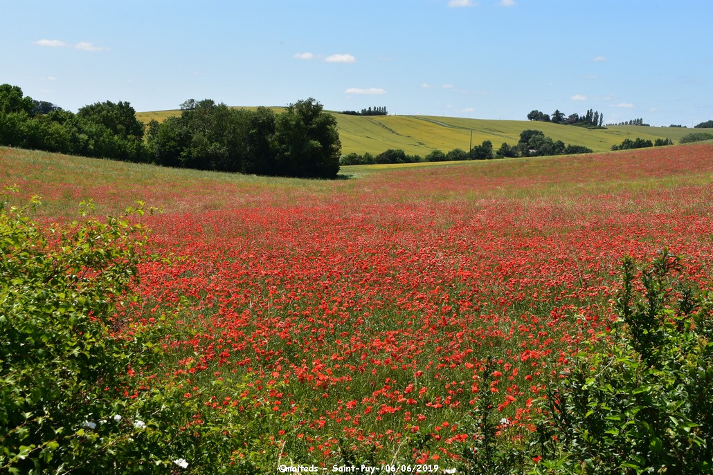 Rouge......coquelicot......