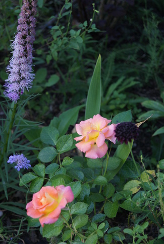 Les roses d'Août 2013