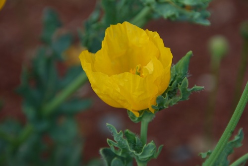 Fleurs sauvages jaunes Salagou  6 mai 2011 