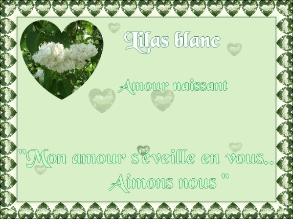 Lilas-Blanc.jpg