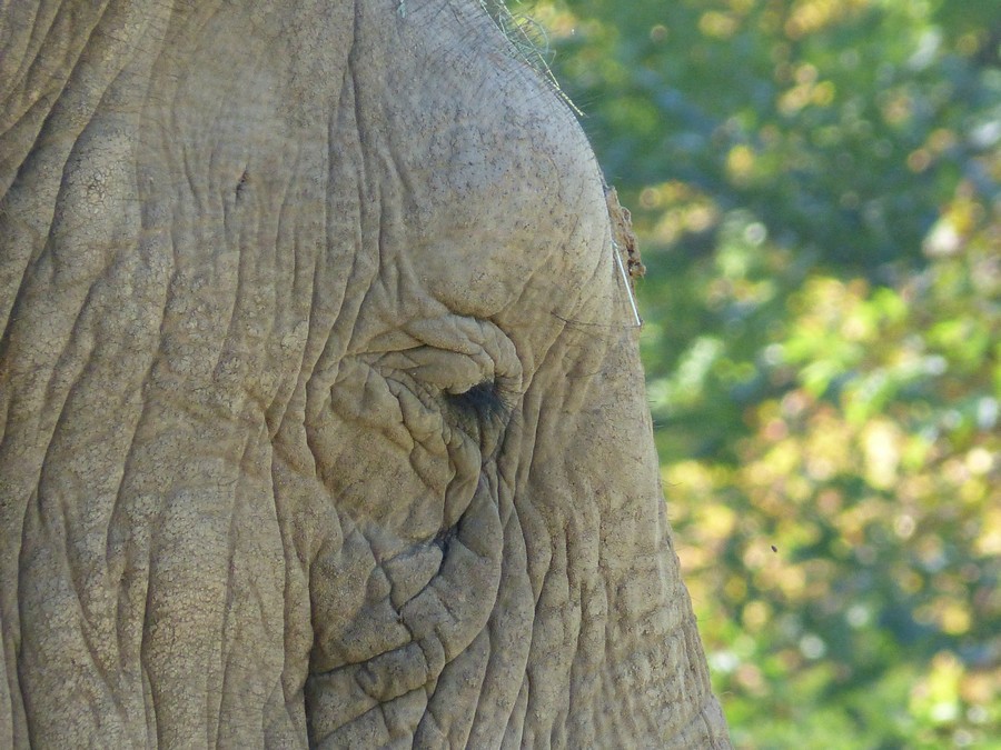 Zouuu, au Zoo d'Amiens