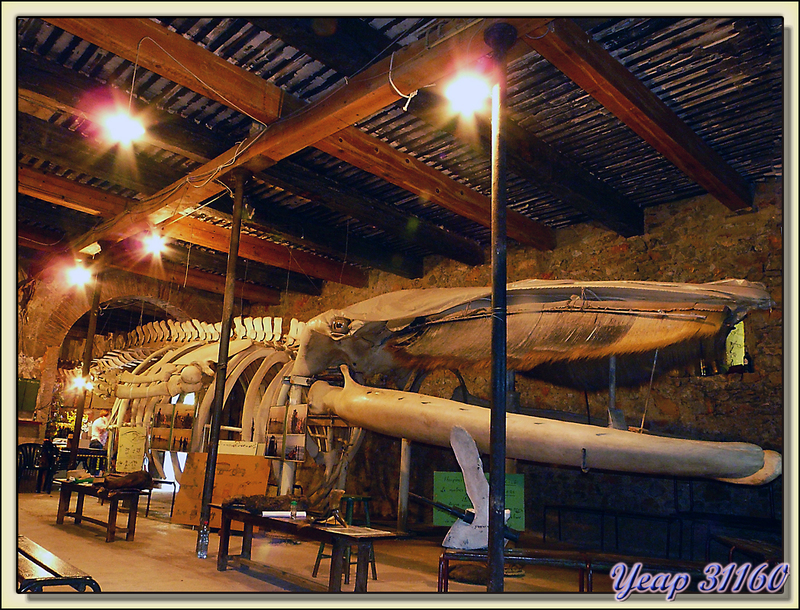 Le Vigneron et la Baleine - Domaine de Jugnes - Port-la-Nouvelle - 11