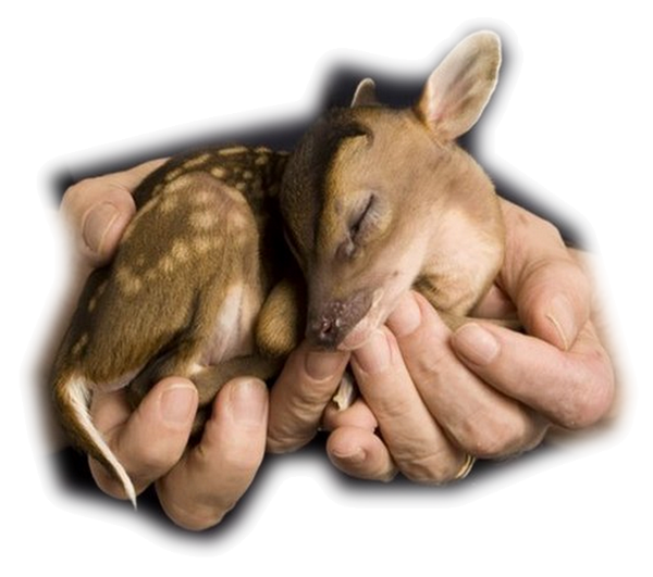 Misteds cerfs et daims