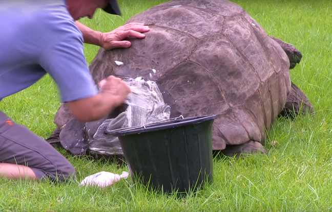 Cette tortue géante est le spécimen terrestre le plus âgé.