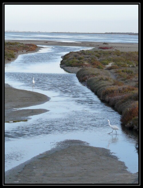 Cartes postales de camargue