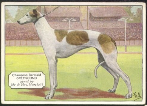 L' Art et le  Greyhound .