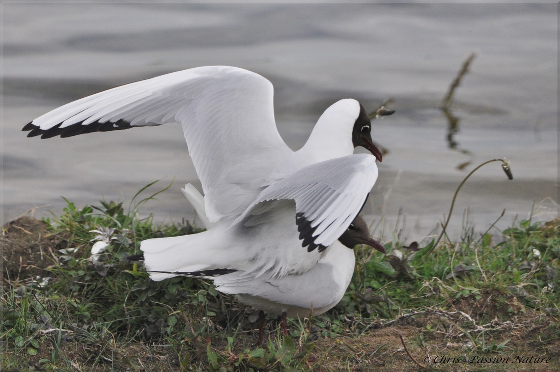 Accouplement de mouettes rieuses ♂♀