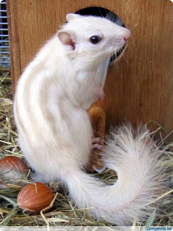 Généralités L'Ecureuil de Corée