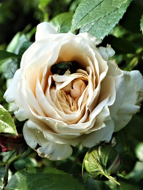 Les roses sont de retour! (1ère partie)