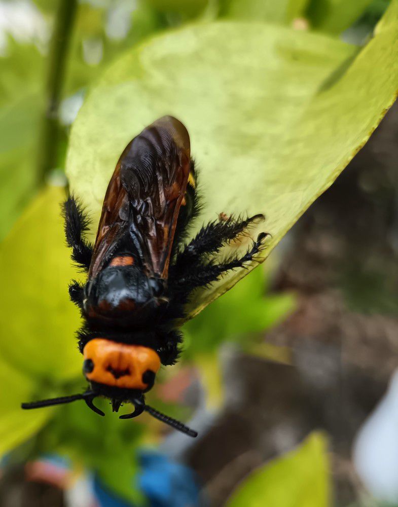 Un, frelon en escale sur une feuille de mandarinier...