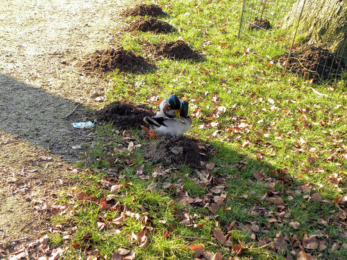 Rixe entre mâles Colvert!