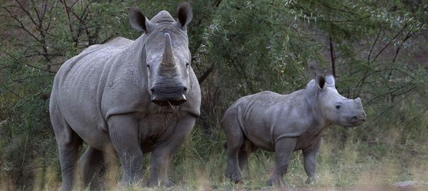 rhinocéros déplacés 