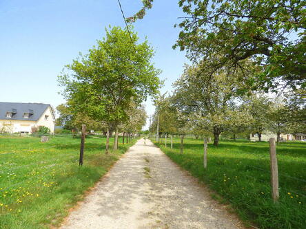 La forêt de Jumièges