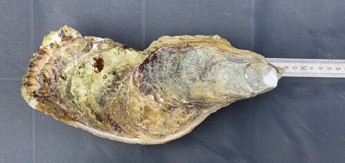  Une huître de 27 cm de long