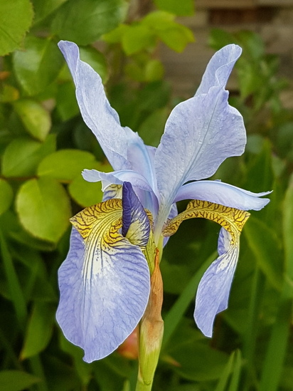 Les plus beaux iris de Dominique