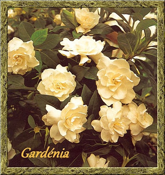 gardenia jasminoides