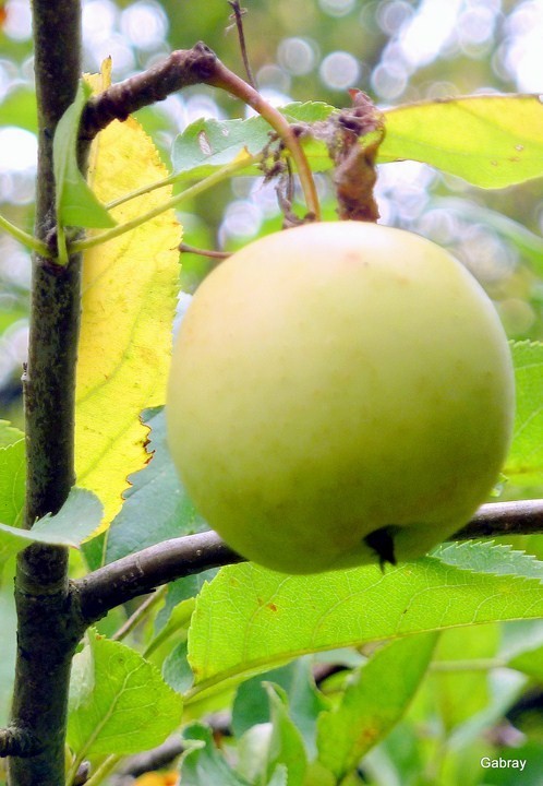 X01 - La pomme