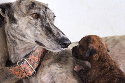 Nos bébés galgos à l'adoption pour ADL