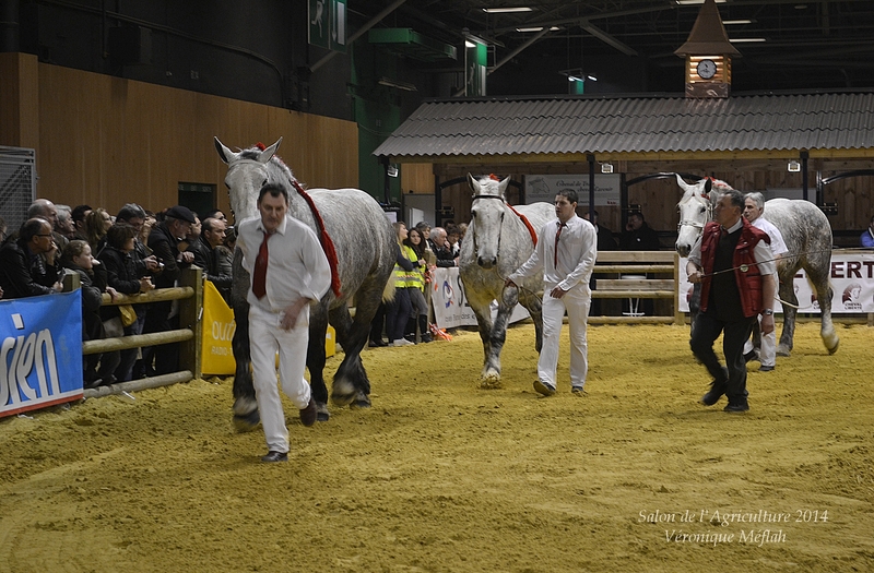 51ème édition du Salon de l'Agriculture : Les Percherons à l'honneur !