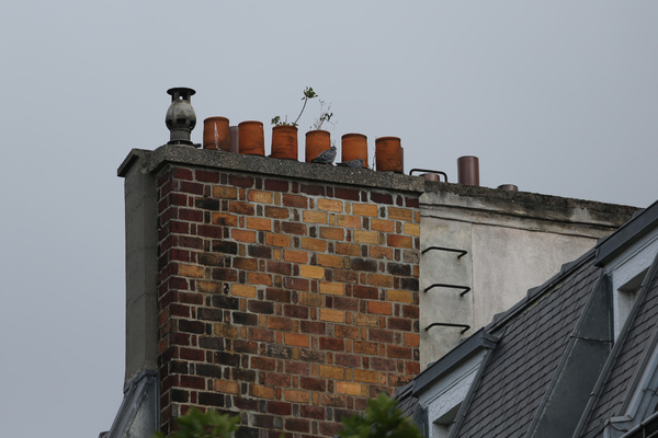 Pigeons colombins sur les toits de Paris