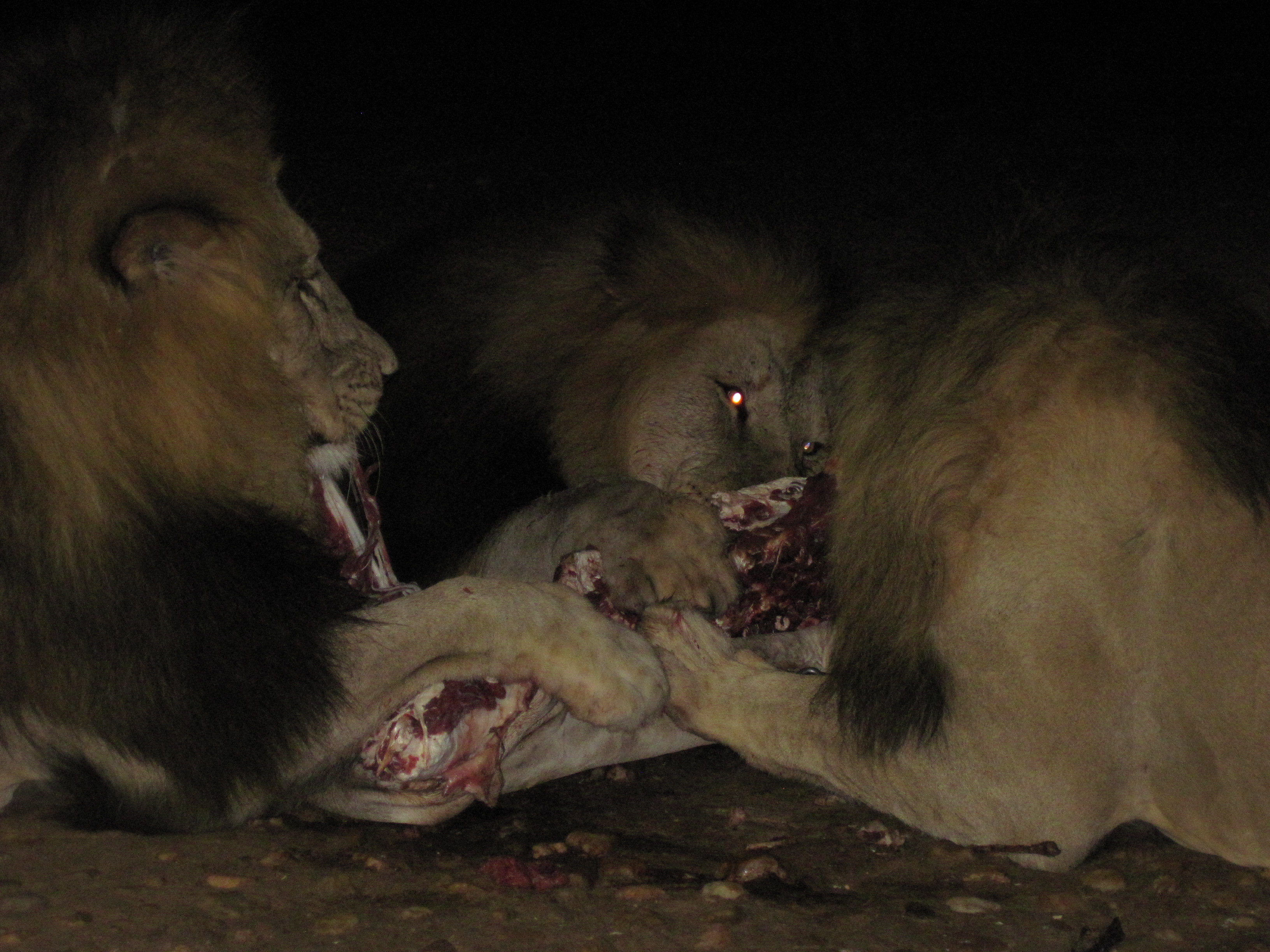 Mount Etjo Lion Feed