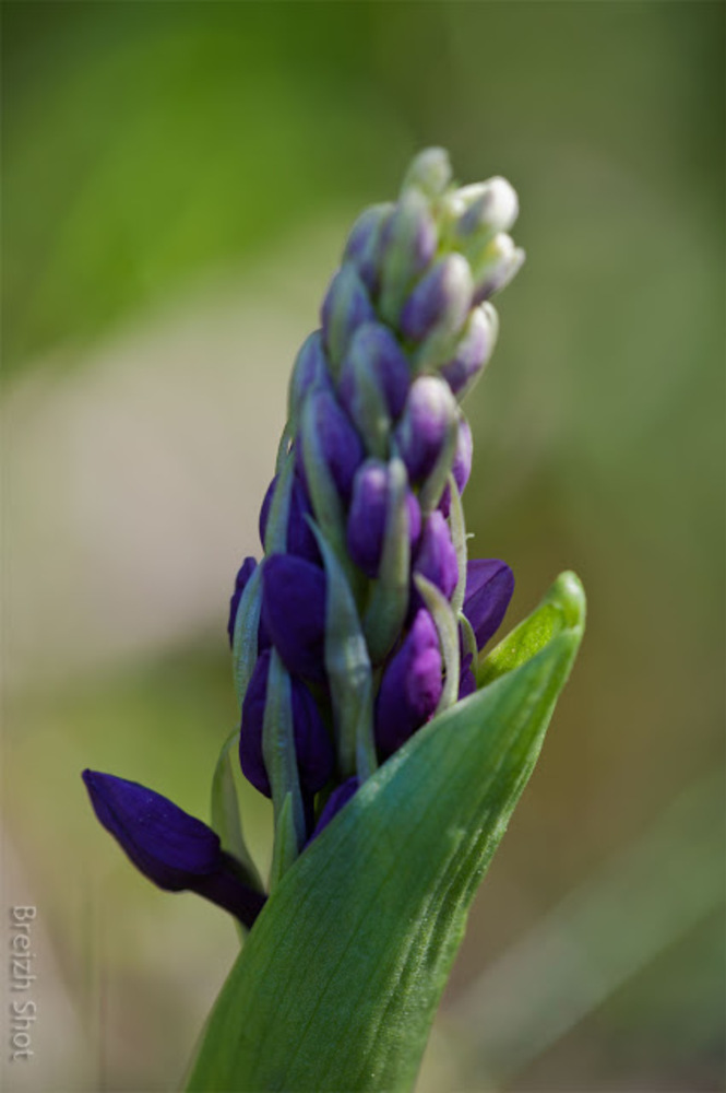 Orchis à larges feuilles en bouton