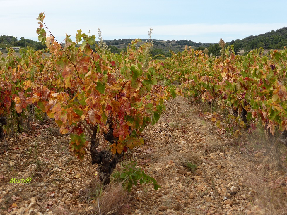   COULEURS  en campagne