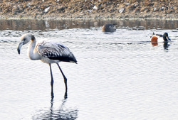 Promenade ornithologique...