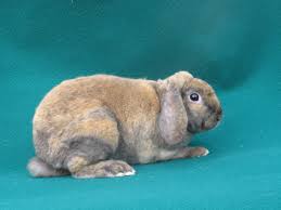 Résultat de recherche d'images pour "lapin nain belier"